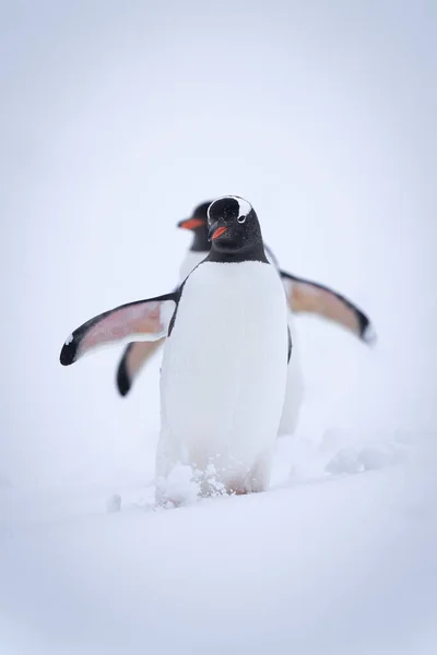 2羽のペンギンが一緒に雪の丘の中腹に降り — ストック写真
