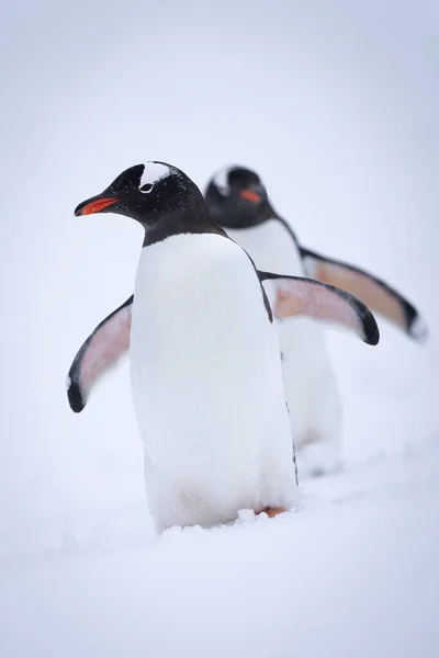 2羽のペンギンが一緒に雪の中を歩く — ストック写真