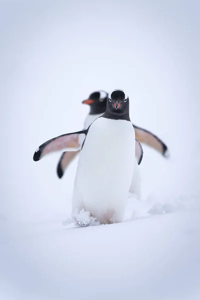Dos Pingüinos Gentoo Reman Por Ladera Juntos — Foto de Stock