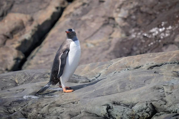 湿ったジェンツーペンギンが岩場に立っている — ストック写真
