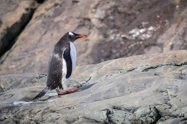 湿ったジェンツーペンギンが日光の当たる岩の上を歩く — ストック写真