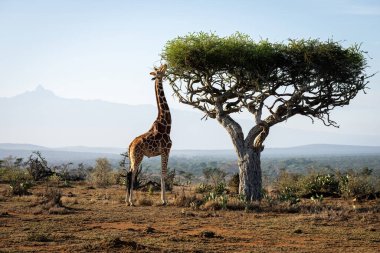 Reticulated giraffe stands stretching neck to feed clipart