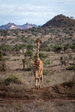 Reticulated giraffe stands in savannah with calf