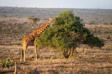 Reticulated giraffe stands browsing tree on savannah