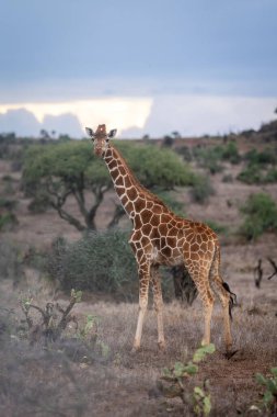Reticulated giraffe stands amongst cactuses watching camera