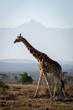 Reticulated giraffe crosses savannah by Mount Kenya