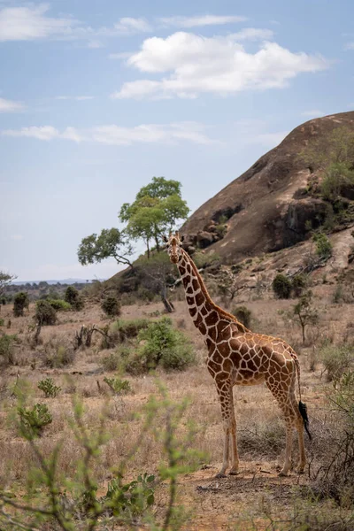 Reticulated Giraffe Stands Watching Camera Kopje — Stok fotoğraf