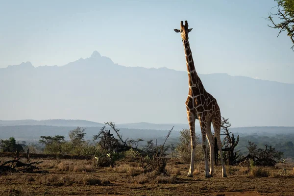 Reticulated Giraffe Stands Mount Kenya — Stok fotoğraf