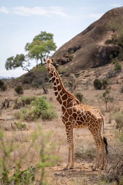 Reticulated Giraffe Stands Watching Camera Kopje — Fotografia de Stock