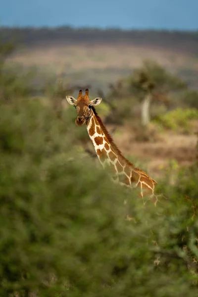 Reticulated Giraffe Stands Surrounded Thick Bushes — Stock Fotó