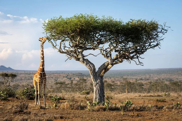 Reticulated Giraffe Stands Stretching Neck Branch — Stok fotoğraf