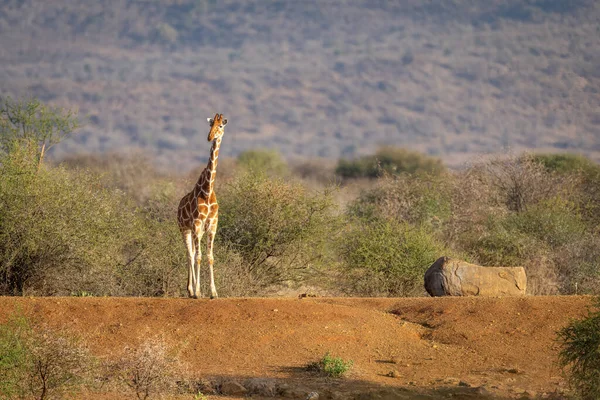 Reticulated giraffe stands staring on earth dam