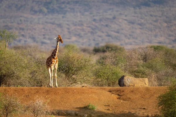 Reticulated Giraffe Stands Staring Earth Bank — 스톡 사진