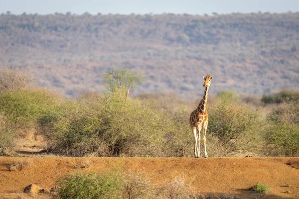 Reticulated Giraffe Stands Sunlit Earth Bank — Stok fotoğraf