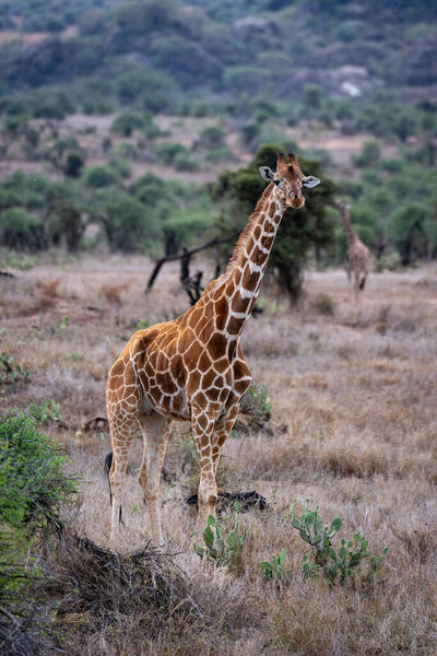 Reticulated giraffe stands on savannah watching camera