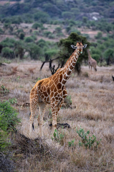 Reticulated giraffe stands on savannah eating leaves