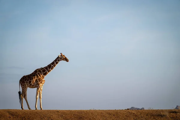 Reticulated Giraffe Stands Horizon Profile — Stock Photo, Image