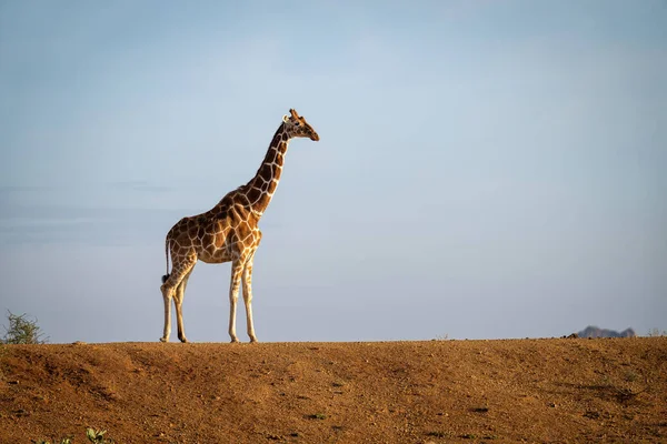 Reticulated Giraffe Stands Dam Horizon — Photo