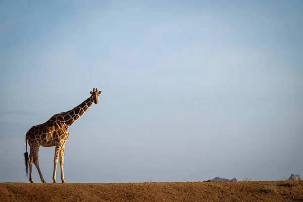Reticulated Giraffe Stands Bank Watching Camera — Stockfoto