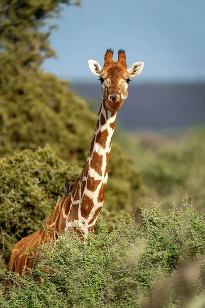 Reticulated Giraffe Stands Bushes Watching Camera — 스톡 사진