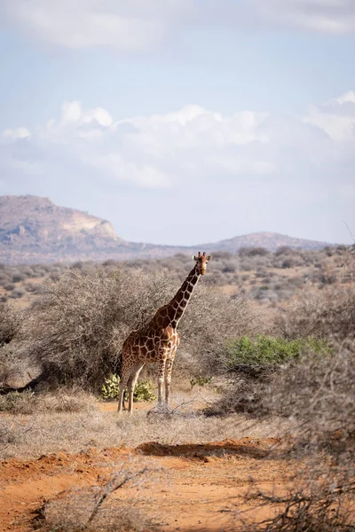 Reticulated Giraffe Stands Savannah Bushes — Fotografia de Stock