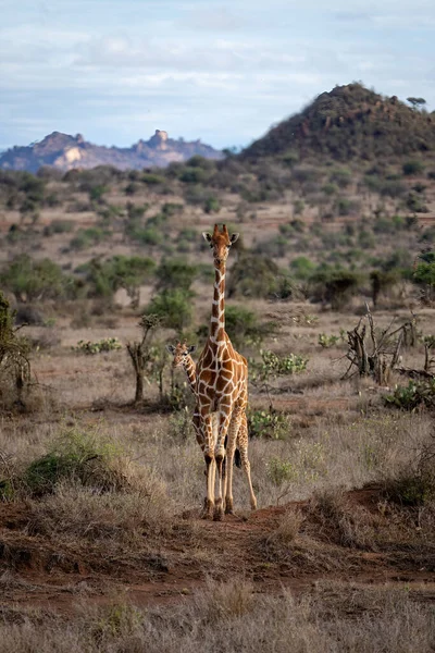 Reticulated Giraffe Stands Savannah Calf — Stok fotoğraf