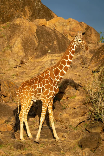 Reticulated Giraffe Stands Bush Rocks — Fotografia de Stock