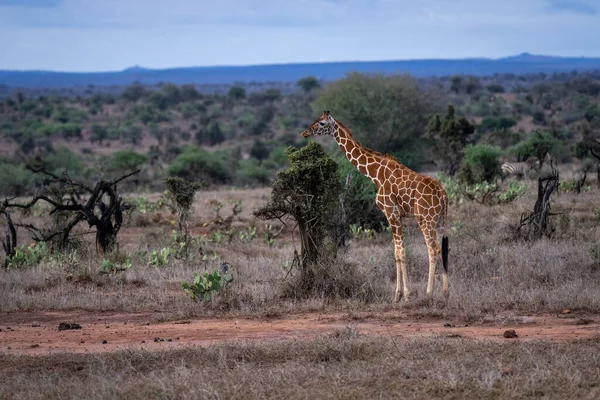 Reticulated Giraffe Stands Bush Savannah — Stok fotoğraf