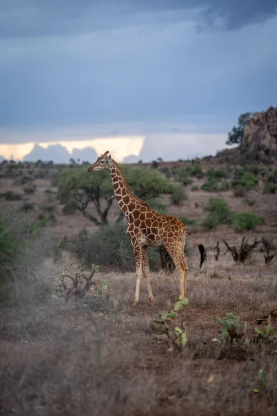 Reticulated Giraffe Stands Cactuses Profile — Fotografia de Stock