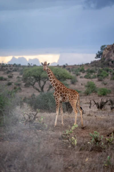Reticulated Giraffe Stands Cactuses Watching Camera — Stok fotoğraf