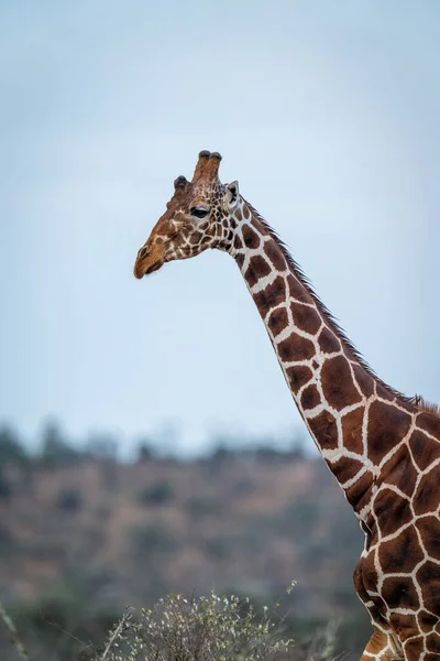 Reticulated Giraffe Standing Clear Blue Sky — Photo