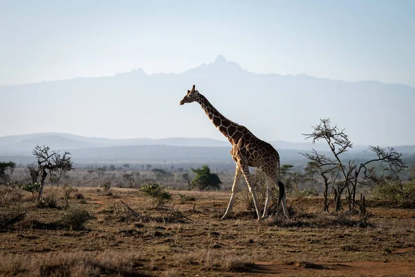 Reticulated Giraffe Crosses Savannah Mount Kenya — 스톡 사진