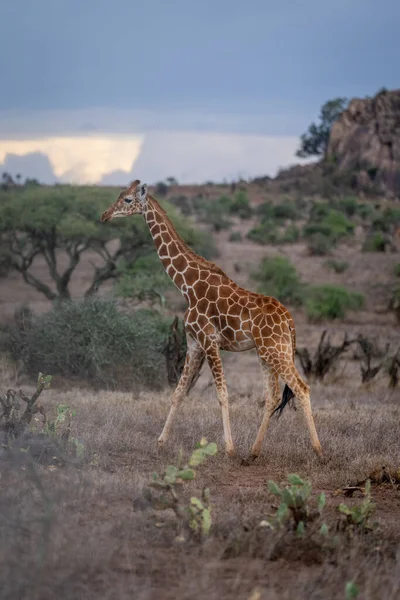 Reticulated Giraffe Crosses Savannah Cactus Patch — Stok fotoğraf