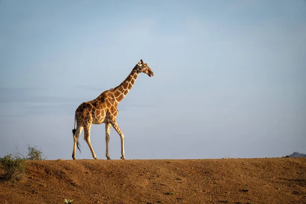 Reticulated Giraffe Crosses Earth Bank Horizon — ストック写真