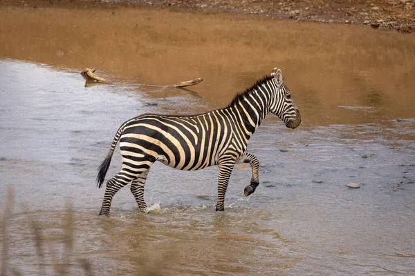 Plains Zebra Walks Shallows Lifting Foot — Zdjęcie stockowe