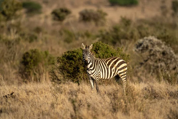 Plains Zebra Stands Watching Camera Savannah — Stockfoto