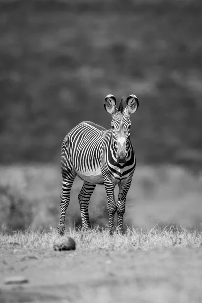 Mono Grevy Zebra Horizon Eyeing Camera — Stockfoto