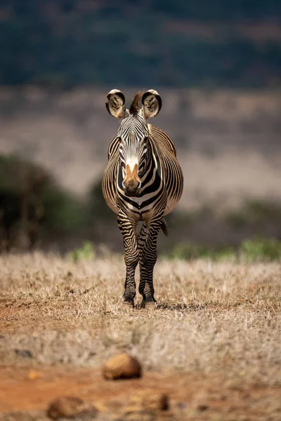 Grevy Zebra Stands Savannah Facing Camera — Stock Photo, Image