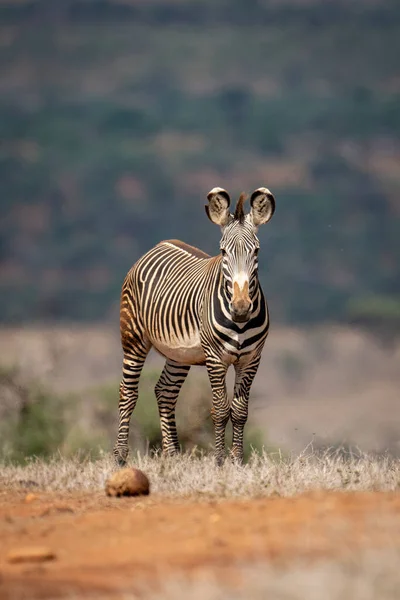 Grevy Zebra Stands Horizon Eyeing Camera — Stockfoto