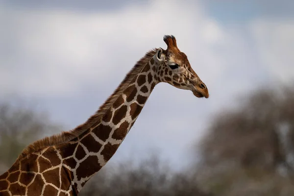 Close Reticulated Giraffe Trees — Stock Photo, Image