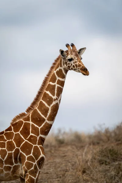 Close Reticulated Giraffe Cloudy Sky — Fotografie, imagine de stoc