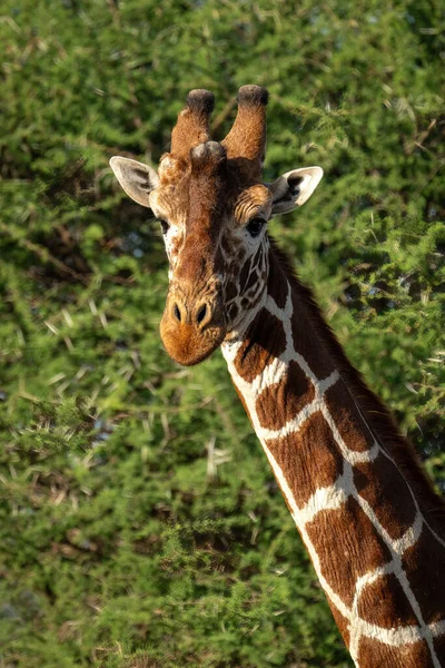 Close Reticulated Giraffe Bushes — Stock Photo, Image