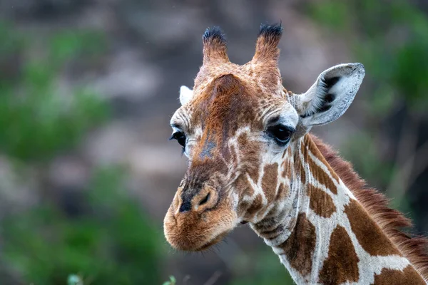 Close Reticulated Giraffe Staring Bushes — Foto Stock