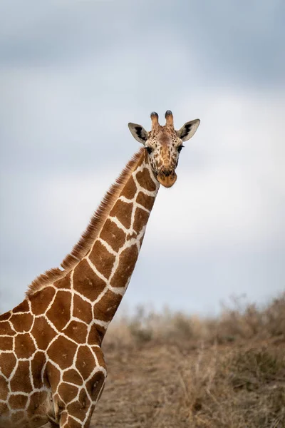 Close Reticulated Giraffe Standing Savannah — Foto Stock