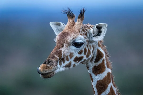 Close Reticulated Giraffe Licking Its Lips — Photo