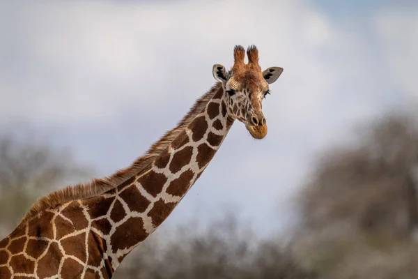 Крупный План Жирафа Смотрящего Камеру — стоковое фото