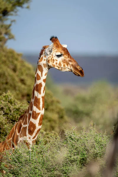 Close Reticulated Giraffe Standing Bushes — Photo