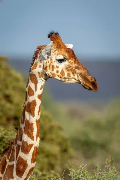 Close Reticulated Giraffe Looking Camera — 스톡 사진