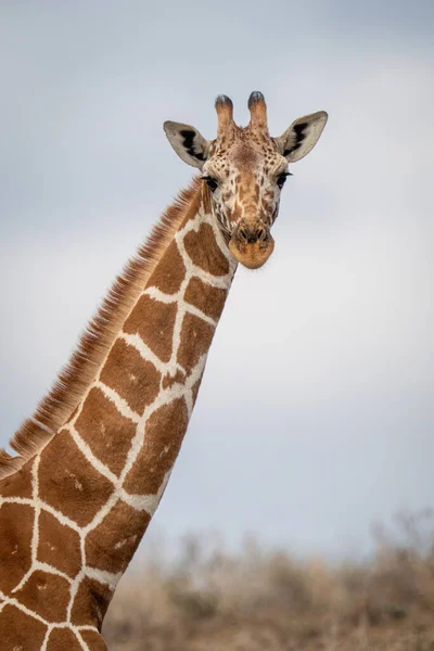 Крупный План Жирафа Смотрящего Камеру — стоковое фото