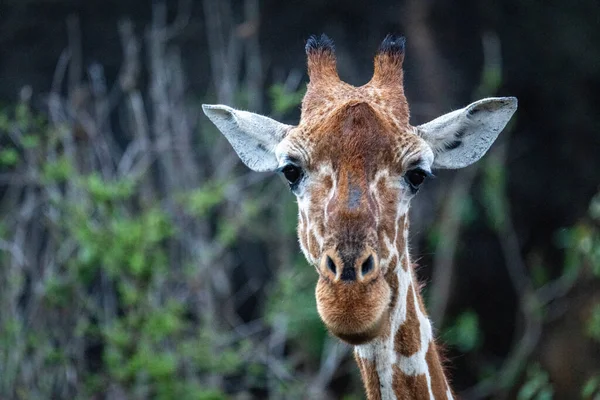 Close Reticulated Giraffe Head Facing Camera — Foto Stock
